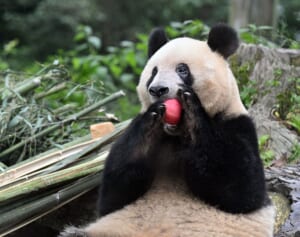 【シャンシャン7歳＆シャオシャオ・レイレイ3歳】パンダの誕生日アルバム