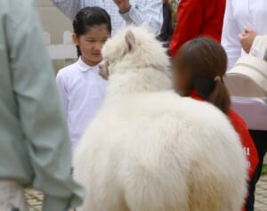 ラクダに乗られる愛子さま、愛犬にキスされる雅子さまも…天皇ご一家と“もふもふ”動物のふれあいアルバム