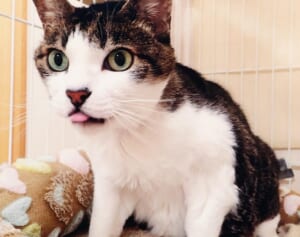 愛子さま　名付けた愛猫「みー」が天国へ…ご一家でも特に悲しまれて