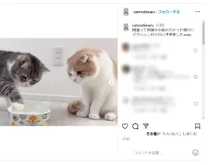 「本当クソ」猫に炭酸水与えた登録者200万人超えYouTuberに批判殺到…病気招く可能性も