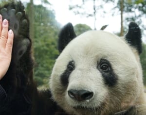 お客さんにハイタッチの神対応！シャンシャン　ママ・シンシンの隣にお引越し♪