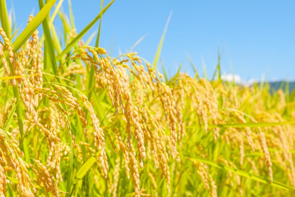 備蓄米放出は焼け石に水…日本の米不足問題の“本質”を加谷珪一さんが指摘