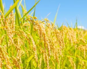 備蓄米放出は焼け石に水…日本の米不足問題の“本質”を加谷珪一さんが指摘