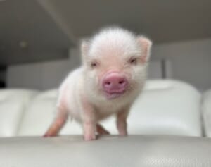 マイクロブタ、ホッキョクグマ…かわいい動物赤ちゃんが大集合！ぬいぐるみを抱きしめるコアラの赤ちゃんも！