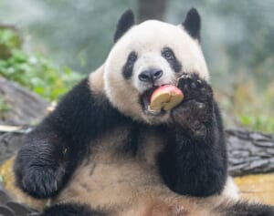 シャンシャンだけじゃなく桜浜や桃浜にも！ シャンシャン8歳の誕生日を祝える中国・成都へのパンダツアー、参加してみない？