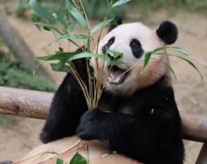 TXTやIVEにも大人気！韓国のパンダ「フーバオ」が可愛すぎる！