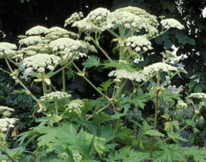 《火傷のような皮膚炎、失明の恐れも》北海道で猛毒植物「バイカルハナウド」が発見か…専門家が語る「危険性」と「対策」