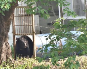 《クマ被害が拡大》生存しても顔の皮が剥がされ、眼球破裂した人も…治療の第一人者が語る「クマ外傷の恐ろしい実態」