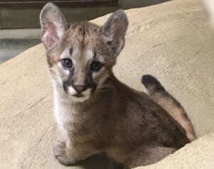 《19年ぶりの赤ちゃん誕生！》飼育スタッフが明かすピューマのニーナが母になるまで、なったあと