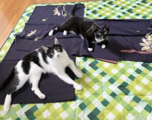 藤あや子さんの着物が毛だらけに！SNSで話題の「可愛すぎるネコハラスメント」