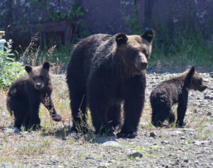 「呆れ果てる」「9条関係ない」日経新聞　自衛隊のクマへの武器使用巡るX投稿に指摘続出…立憲・枝野氏もツッコミ
