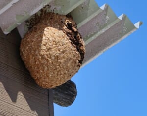 《秋には凶暴に》東京でも1.8倍増加…スズメバチが巣を作りやすい「8つの身近な場所」