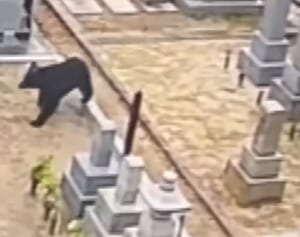 《彼岸の墓参りが危険度増》東京にも出没…“クマ襲撃”から身を守る方法6選