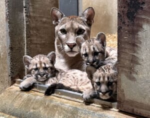 盛岡市の動物公園「ZOOMO」で19年ぶり誕生のピューマの赤ちゃんたちがすくすく成長中！応援するクラファン企画もスタート
