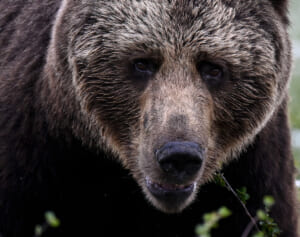 「姿勢を正せ」「謝れ」と苦情殺到…北海道・積丹町議会副議長（74）　地元猟友会への“パワハラ疑惑”で役場がパンク状態、担当者は「平常業務ができない」とも告白