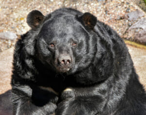 「人を怖がらず、食べることに夢中」なアーバンベアが大量増加中の理由…今後はさらに“危険な状況”に