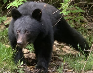 襲撃後に2メートルの柵を設置へ…血だらけでクマを返り討ちにした57歳ラーメン店員の“その後”