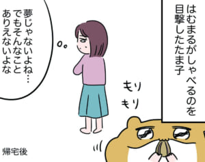 宇宙からやって来た!?【怒りの毛玉戦士はむまる】VS.はむまるは何者？（1）