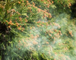 「痛くない鼻うがい」医師に聞いた“効果ばつぐん”の正しい花粉症対策がスゴい！