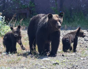 「生きたまま食われるんだよ」逆転勝訴のクマハンター　“クマとの共存”質問に突きつけた現場のリアルにネット衝撃