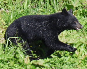 《クマの目撃情報が過去1カ月で830件超！》「飢餓状態だからではない」研究チーム科長が明かす“人里出没”の意外なワケ
