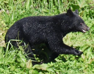 《クマの目撃情報が過去1カ月で830件超！》「飢餓状態だからではない」研究チーム科長が明かす“人里出没”の意外なワケ