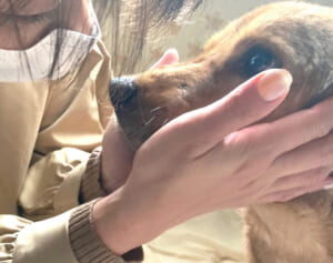 犬猫39匹を虐待の動物愛護団体の代表　うるささにガラスを割りに来た人も…10年前から目撃されていた「多頭飼育の崩壊」