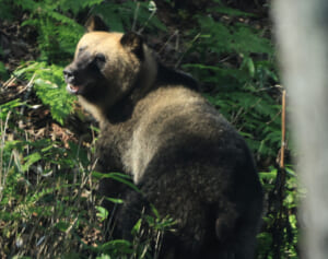 【クマ出没】ペースは過去最多を上回る勢い「今年のヒグマはメタボ」専門家が明かす巨大化の原因と本州進出の可能性