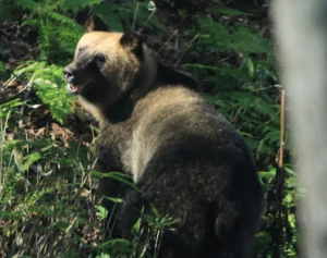 【クマ出没】ペースは過去最多を上回る勢い「今年のヒグマはメタボ」専門家が明かす巨大化の原因と本州進出の可能性