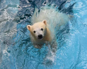 飼育員さんも「苦労したことはありません」 大人気ホッキョクグマ「モモ太」がすくすく育った意外な理由