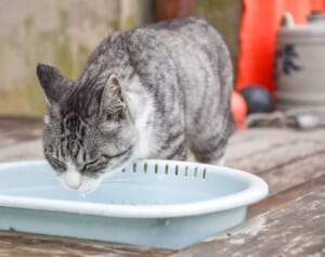 「かわいそう」と批判の声も…東京・新宿の公園　野良猫用の水に対する「撤去要請」の張り紙が波紋、区の担当者が明かした“真相”