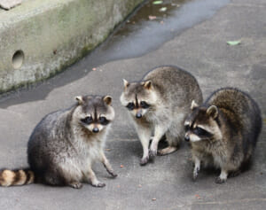 《かわいい顔でも要注意》都会でアライグマが急増、人気声優も遭遇…専門家が警告する“家屋・健康被害”