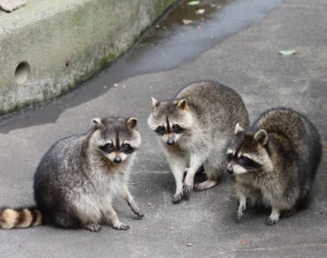 《かわいい顔でも要注意》都会でアライグマが急増、人気声優も遭遇…専門家が警告する“家屋・健康被害”