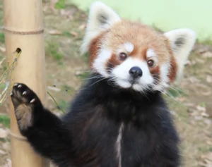 《人間なら100歳超》レッサーパンダの風太くんが23歳に！世界に広がる子孫の“驚きの数”