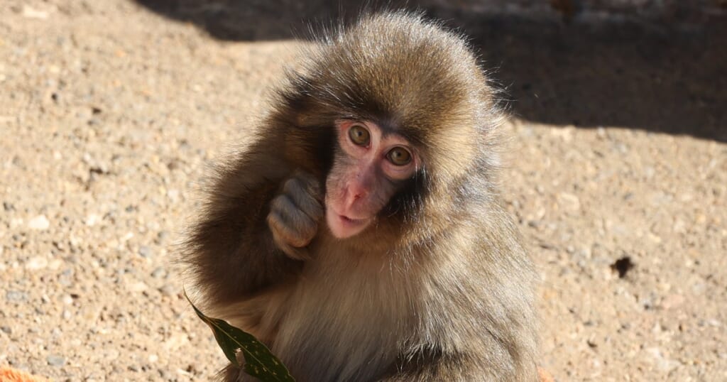 「飼育員の精神状態に課題」サルのパンチ君が大人気・市川市動植物園　飼育員に「撮影禁止」腕章を　担当者に聞いた“深刻な措置理由”