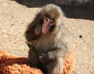 「飼育員の精神状態に課題」サルのパンチ君が大人気・市川市動植物園　飼育員に「撮影禁止」腕章を　担当者に聞いた“深刻な措置理由”