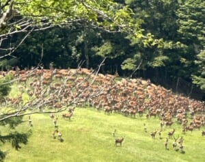 「地元の私たちでも驚いている」南アルプスで山肌を埋め尽くす“シカの大群”に広がる衝撃…村役場の担当者が明かす“今後の対応”