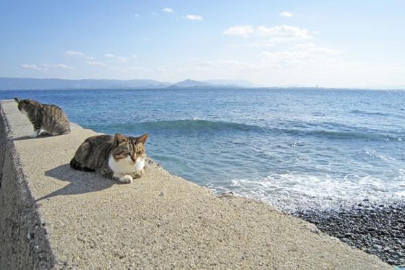 石巻市田代島 1匹の猫の島 に通い続けるドイツ人医師の思い 女性自身