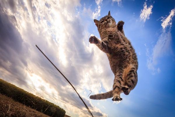 カメラ歴２年で出版 癒しの 猫ジャンプ 写真集が話題 女性自身